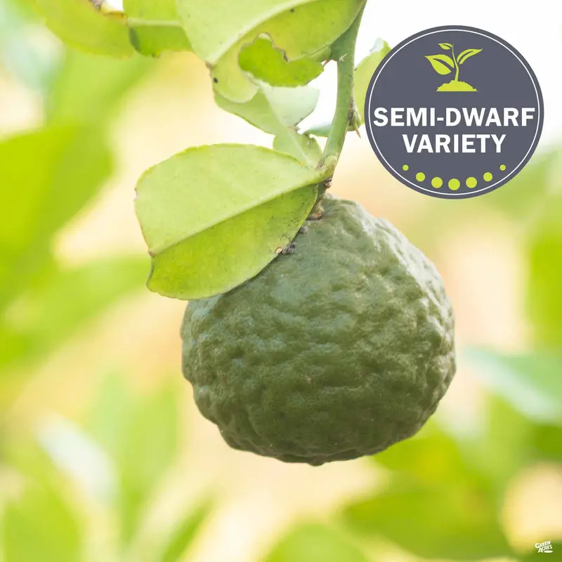 Lime 'Thai Kieffer', Semi-Dwarf