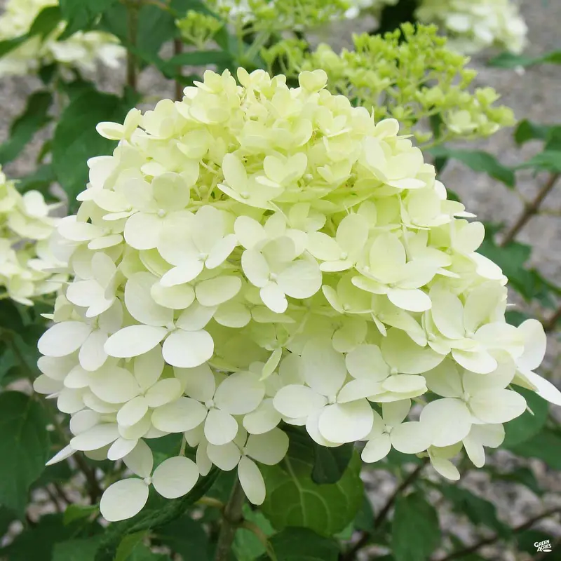 Limelight Prime® Hydrangea