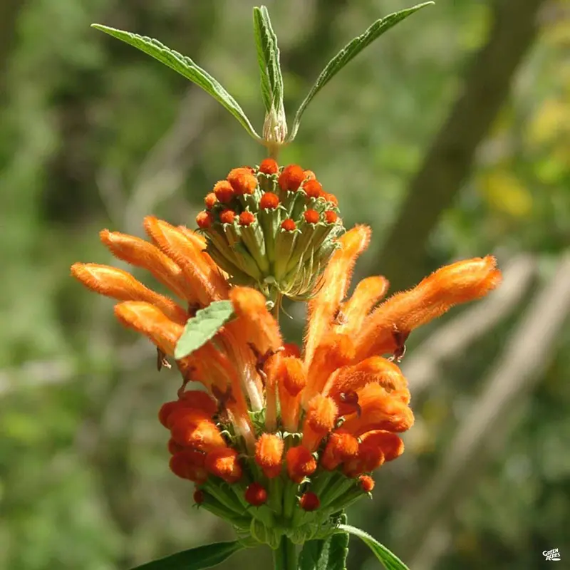 Lion's Tail
