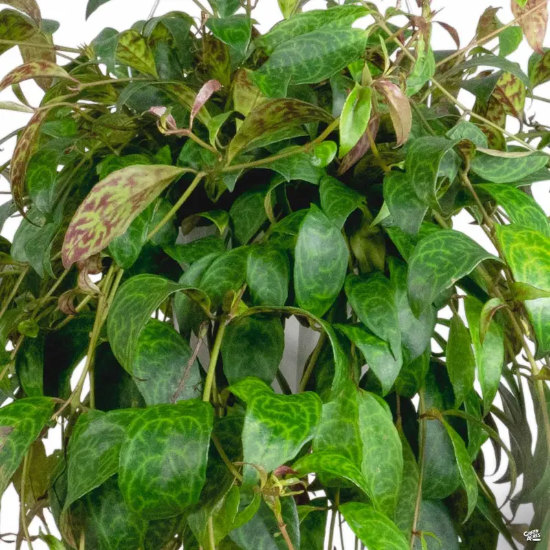 Lipstick Plant 'Black Pagoda'