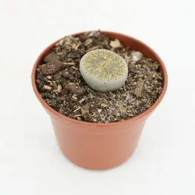 Lithops (Living Stone)