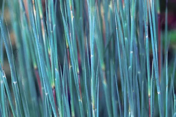 Little Bluestem - The Blues