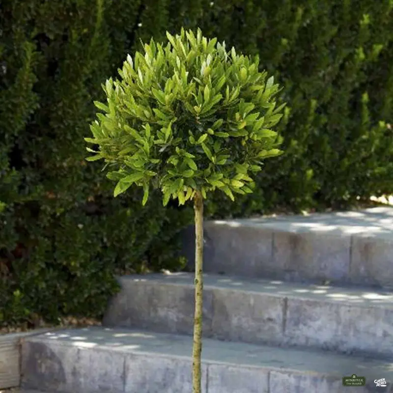 Little Ollie® Dwarf Olive | Monrovia