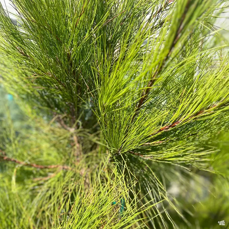 Loblolly Pine