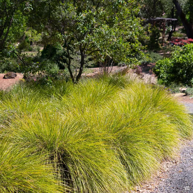 Lomandra Mat Rush Breeze™