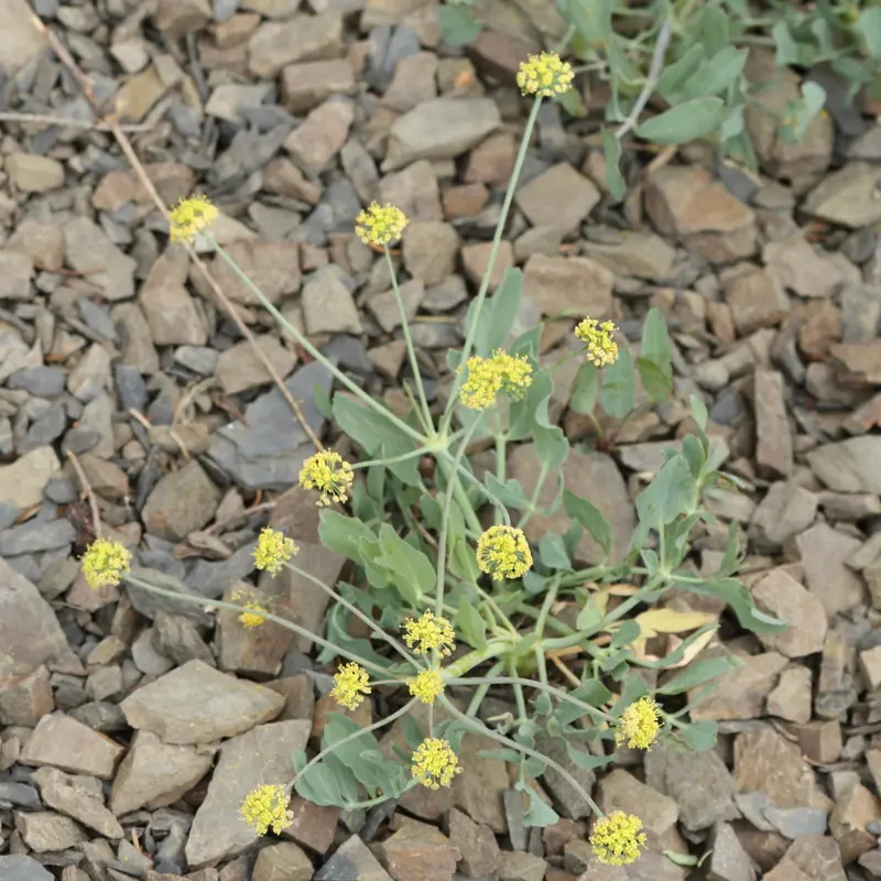 Lomatium nudicaule (Barestem Biscuitroot)