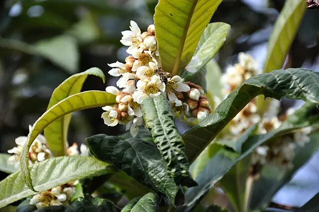 Loquat 'Mizuho' (Eriobotrya japonica)