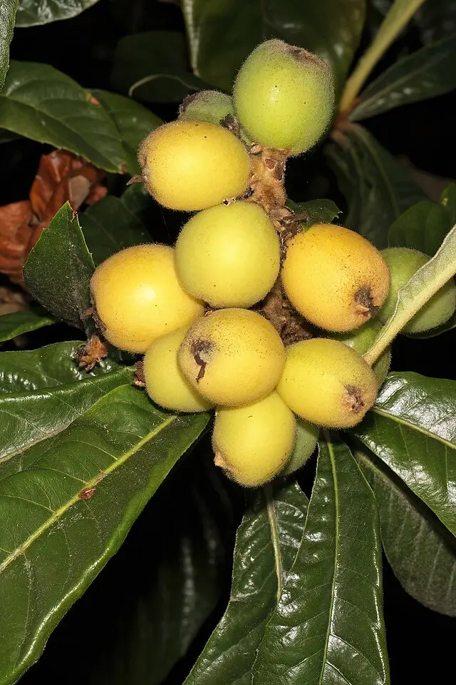 Loquat 'Obusa' (Eriobotrya japonica)