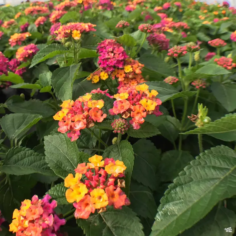 Lucky™ Lantana