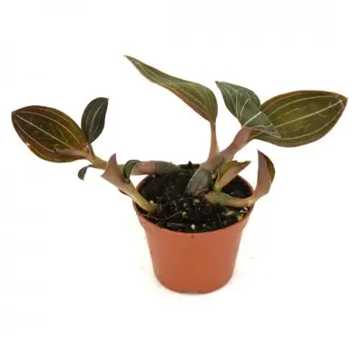 Ludochilus 'Sea Turtle' (Jewel Orchid)