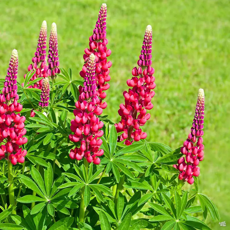 Lupine