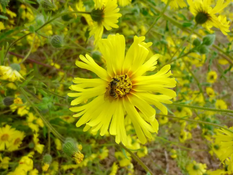 Madia elegans (Common Madia) Seed
