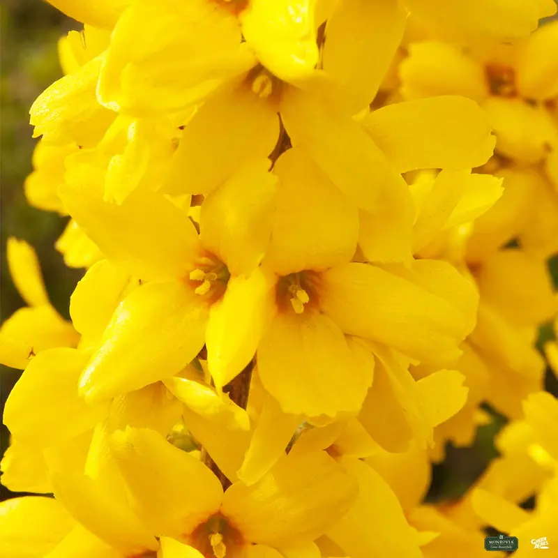 Magical® Gold Forsythia
