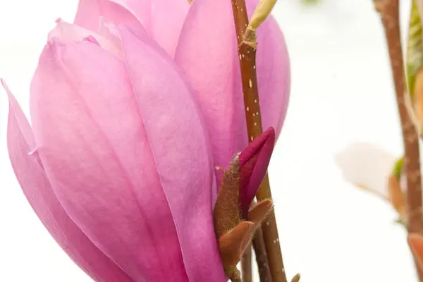 Magnolia - Ann Magnolia