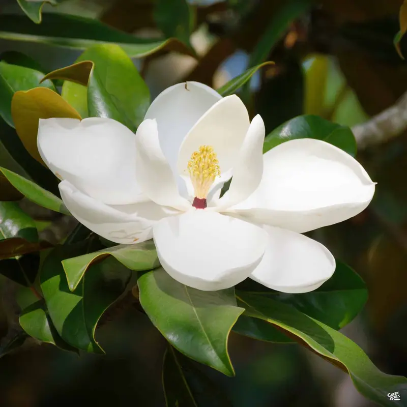 Magnolia 'Bracken's Brown Beauty'