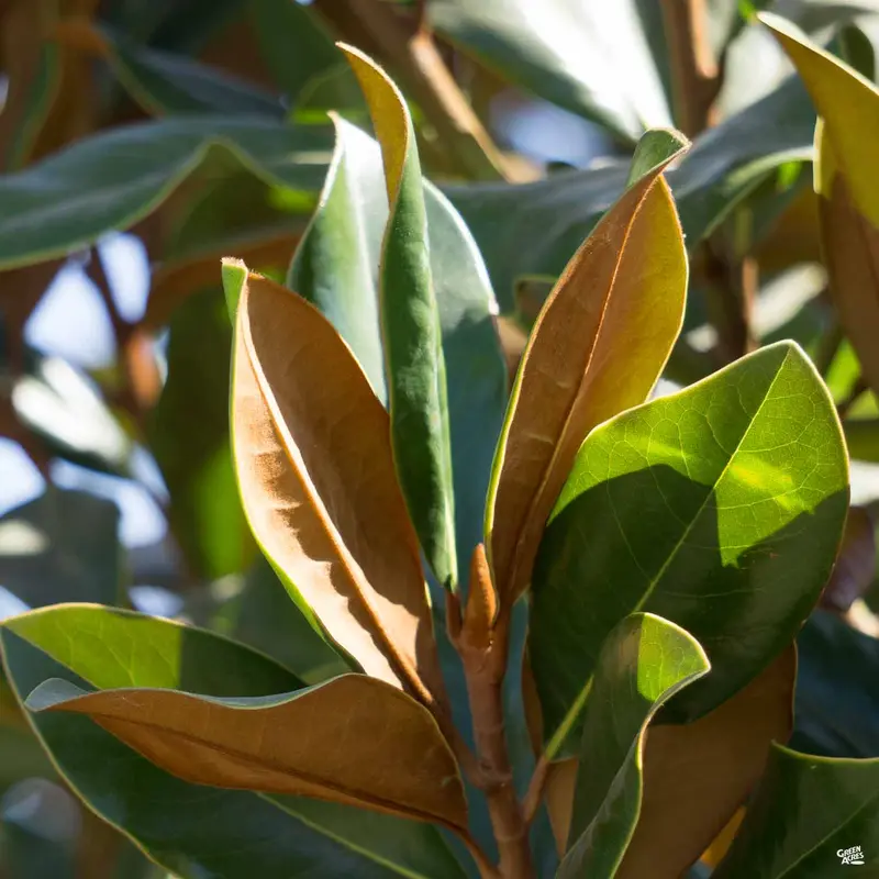 Magnolia 'D.D. Blanchard'