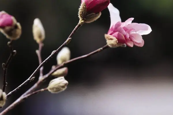 Magnolia- Leonard Messel Magnolia