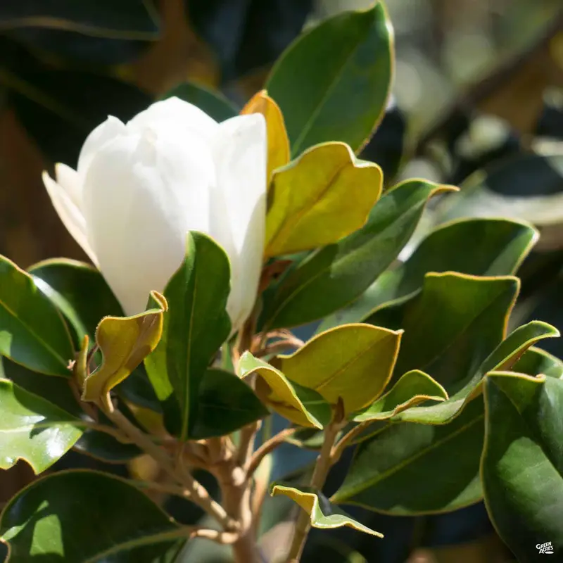 Magnolia 'Little Gem' Standard Trunk