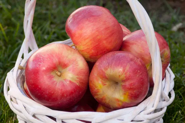 Malus - Fireside Apple - 5 Gallon