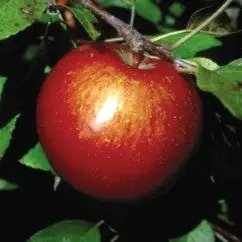Malus - Haralson - 5 Gallon