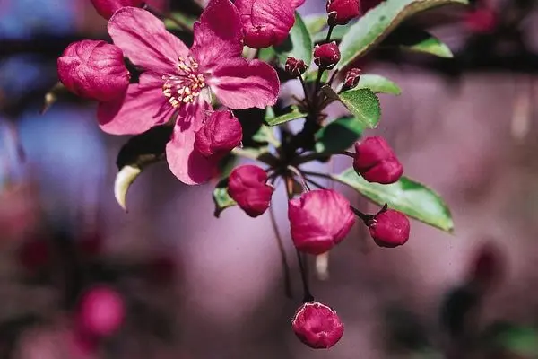 Malus- Prairifire Crabapple #10