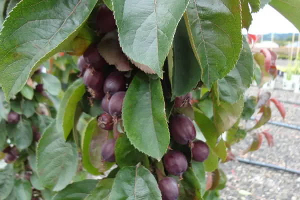 Malus- Red Splendor Crabapple - 25 Gallon