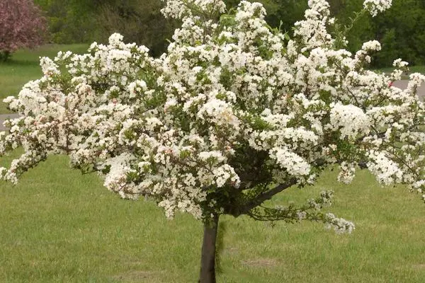 Malus- Tina Crabapple | 10 Gallon
