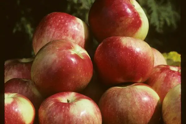 Malus - Zestar Apple - 5 Gallon