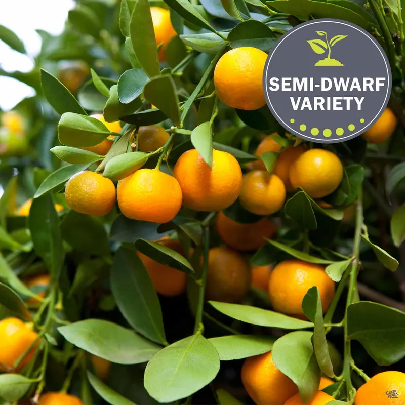 Mandarin 'Clementine', Semi-Dwarf
