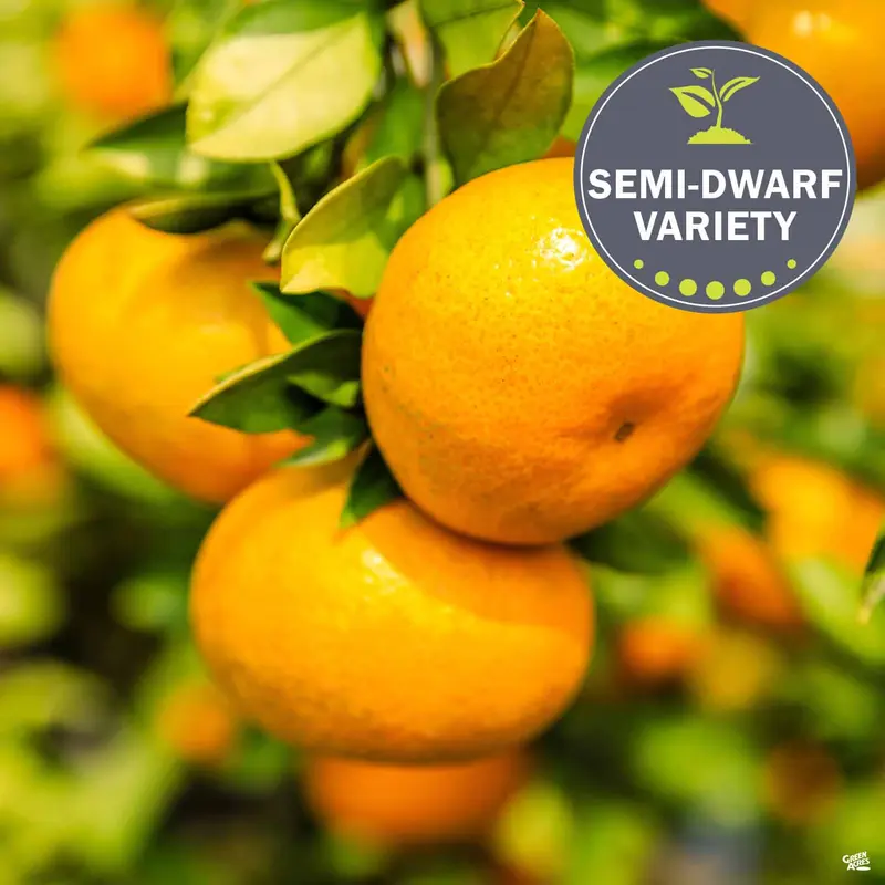 Mandarin 'Tango', Semi-Dwarf