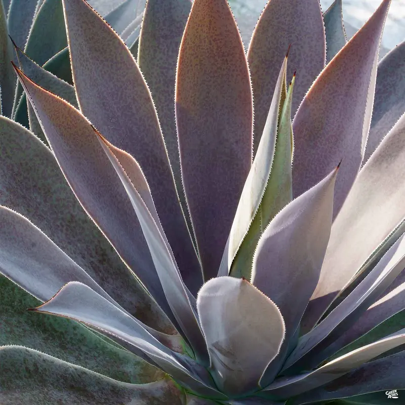 Mangave 'Lavender Lady'
