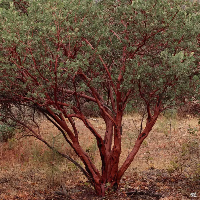 Manzanita 'Dr. Hurd'