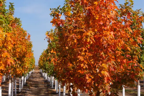 Maple- Fall Fiesta Sugar Maple-25 Gallon
