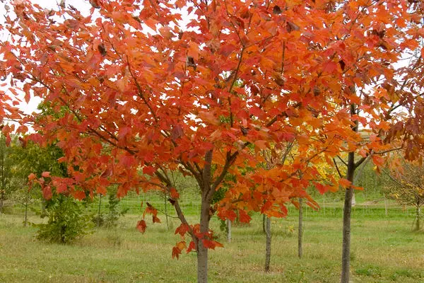 Maple- Northwood Maple #10