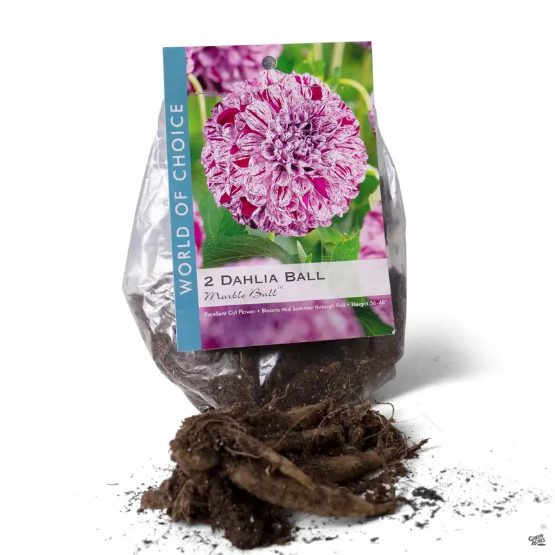 Marble™ Ball Dahlia