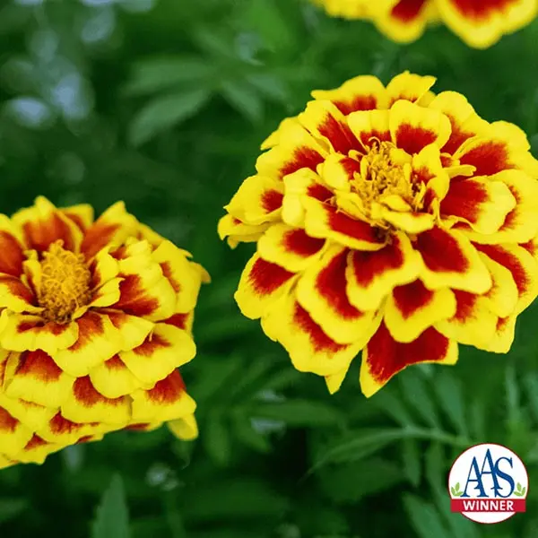 Marigold ‘Mango Tango’ (Tagetes patula)