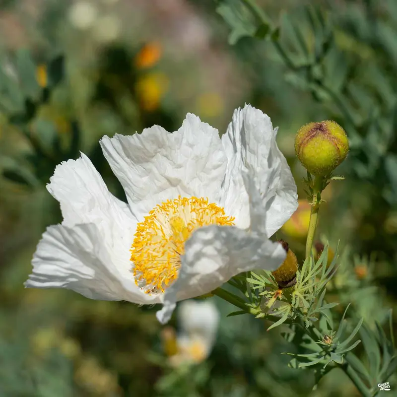 Matilija Poppy / Fried Egg Poppy
