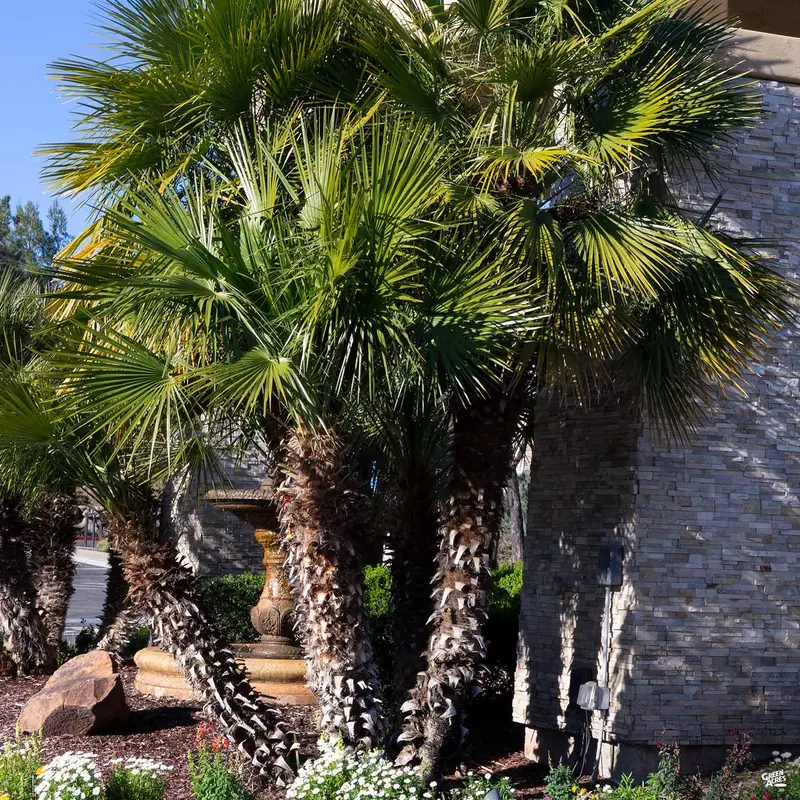 Mediterranean Fan Palm