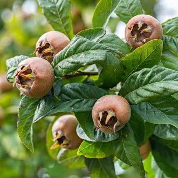 Medlar 'Nefle Tardive' (Mespilus germanica)