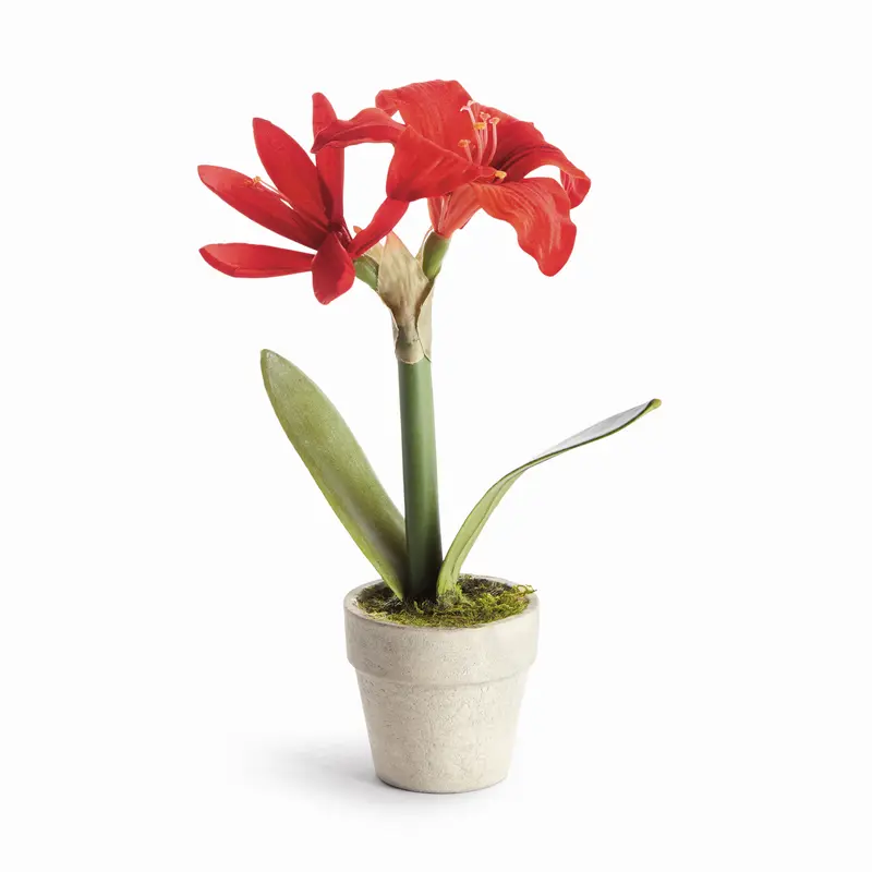 MINI AMARYLLIS POTTED DROP-IN 9"
