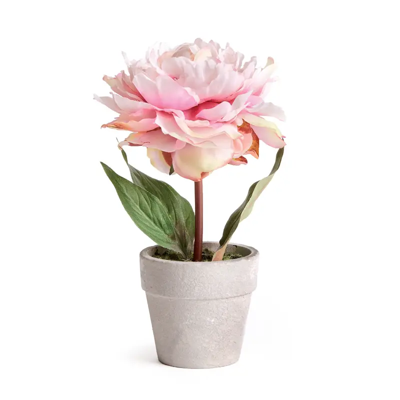 Mini Peony Potted Plant by NAPA Home & Garden