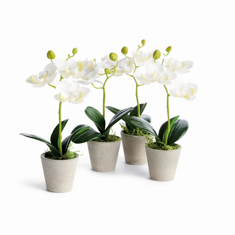 Mini Phalaenopsis Orchids Potted 9", Set Of 4