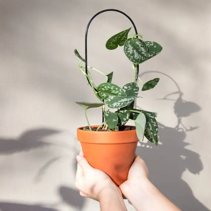 Mini Plant Stake - Black Hoop