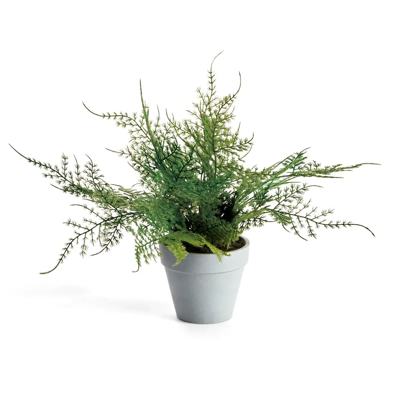 MINI PLUMOSA FERN POTTED 11"