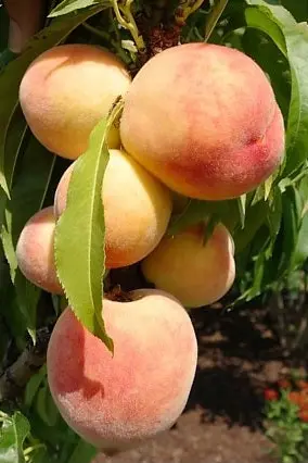 Miniature Peach 'Pix-Zee' (Prunus persica)