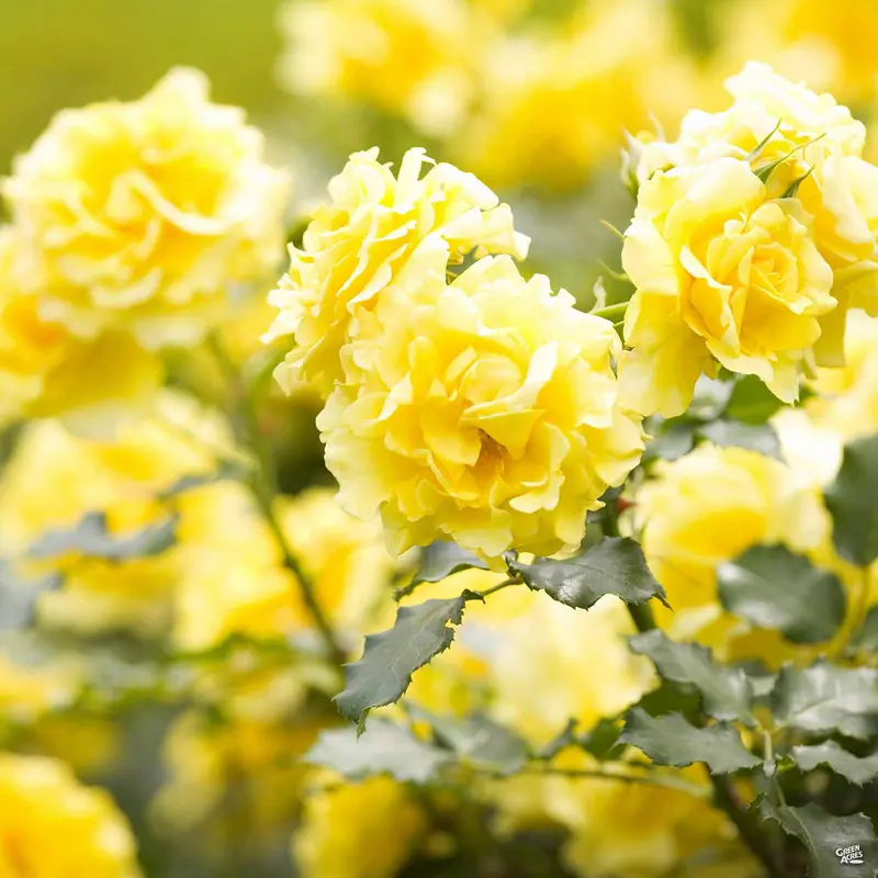 Miniature Rose 'Lemon Drop'
