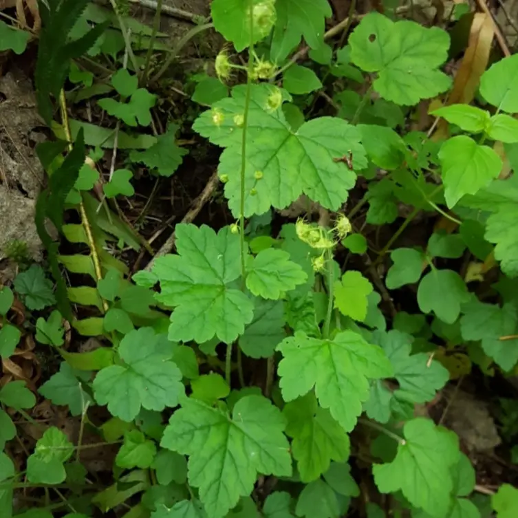 Mitella caulescens HOUSEPLANT 4" (Creeping Miterwort) CC WH