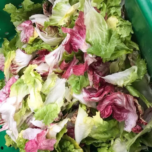 Mix Greens 'Bitter is Better' (Cichorium intybus & Cichorium endivia) - Seed AS
