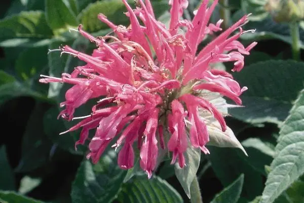 Monarda Coral Reef-pink