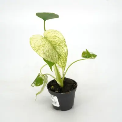 Monstera deliciosa 'Mint Variegated' (Swiss Cheese Plant)
